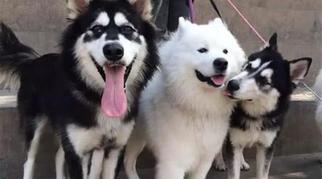 并且接近人类,被称为雪橇三傻是因为这三种雪橇犬的遵守度都不太高